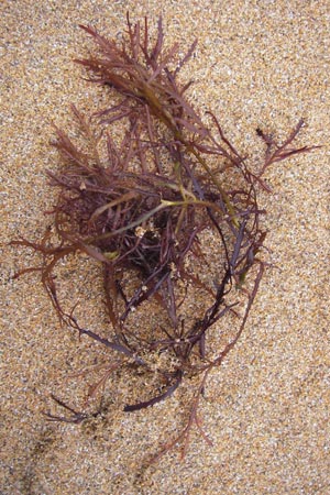 Rhodophytina spec9 ? \ Rot-Alge / Red Alga, E Lekeitio 5.8.2012