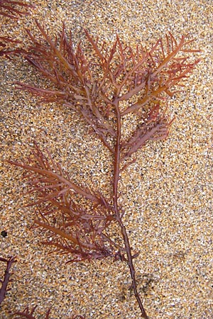 Rhodophytina spec9 ? \ Rot-Alge / Red Alga, E Lekeitio 5.8.2012
