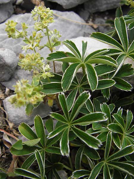 Alchemilla alpigena \ Gefalteter Alpen-Frauenmantel / Alpine Lady's Mantle, E Picos de Europa, Fuente De 14.8.2012