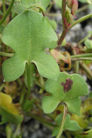 Rumex scutatus \ Schild-Ampfer / French Sorrel, E Pyrenäen/Pyrenees, Caldes de Boi 18.8.2006