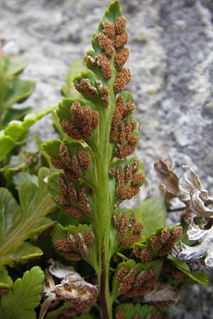 Asplenium marinum \ Klippen-Streifenfarn, K&uuml;stenfarn / Sea Spleenwort, E Bermeo 17.8.2011