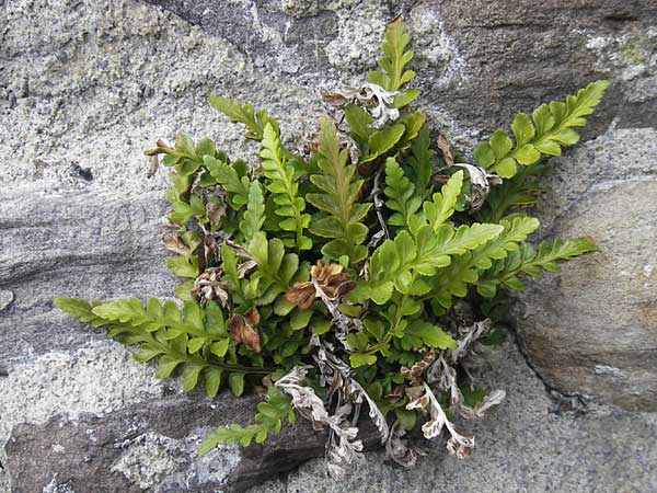 Asplenium marinum \ Klippen-Streifenfarn, K&uuml;stenfarn / Sea Spleenwort, E Bermeo 17.8.2011