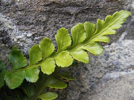 Asplenium marinum \ Klippen-Streifenfarn, K&uuml;stenfarn / Sea Spleenwort, E Bermeo 17.8.2011