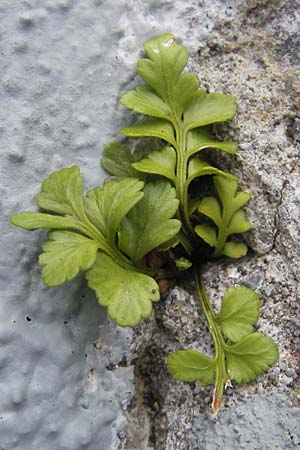 Asplenium marinum \ Klippen-Streifenfarn, K&uuml;stenfarn / Sea Spleenwort, E Bermeo 17.8.2011