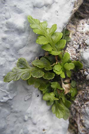 Asplenium marinum \ Klippen-Streifenfarn, K&uuml;stenfarn / Sea Spleenwort, E Bermeo 17.8.2011