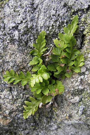 Asplenium marinum \ Klippen-Streifenfarn, K&uuml;stenfarn / Sea Spleenwort, E Bermeo 17.8.2011