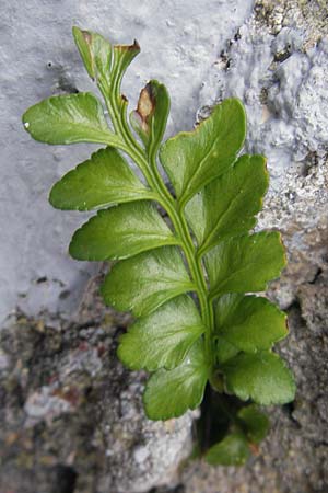 Asplenium marinum \ Klippen-Streifenfarn, K&uuml;stenfarn / Sea Spleenwort, E Bermeo 17.8.2011