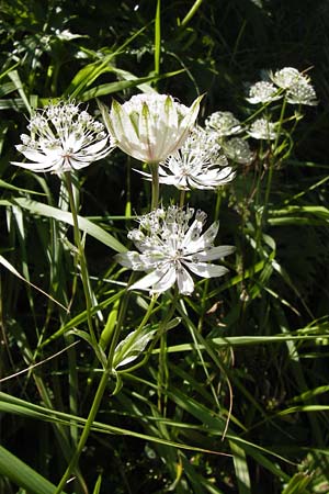 Astrantia major \ Groe Sterndolde / Great Masterwort, E Picos de Europa, Covadonga 7.8.2012