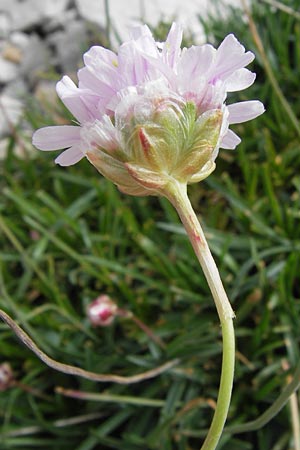 Armeria arenaria \ Wegerichblttrige Grasnelke / Jersey Thrift, E Picos de Europa, Fuente De 14.8.2012