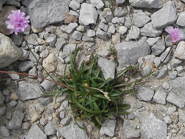 Armeria arenaria \ Wegerichblttrige Grasnelke / Jersey Thrift, E Picos de Europa, Fuente De 14.8.2012