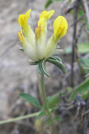Anthyllis vulneraria subsp. carpatica ? \ Karpaten-Wundklee / Carpathian Kidney Vetch, E Lekeitio 16.8.2011