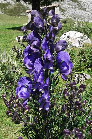 Aconitum napellus subsp. napellus \ Gewhnlicher Blauer Eisenhut / Monk's-Hood, E Picos de Europa, Covadonga 7.8.2012