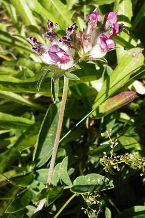Anthyllis vulneraria subsp. boscii \ Pyren�en-Wundklee, E Picos de Europa, Covadonga 7.8.2012
