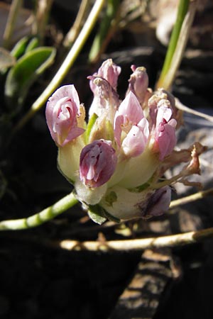 Anthyllis vulneraria subsp. boscii \ Pyren�en-Wundklee, E Picos de Europa, Cain 9.8.2012