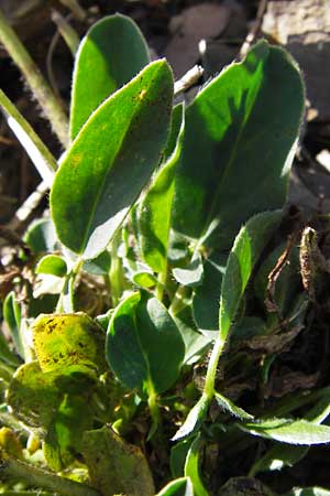 Anthyllis vulneraria subsp. boscii \ Pyren�en-Wundklee, E Picos de Europa, Cain 9.8.2012