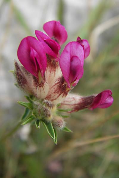 Anthyllis vulneraria subsp. iberica \ Spanischer Wundklee / Spanish Kidney Vetch, E Asturien/Asturia Ribadesella 10.8.2012