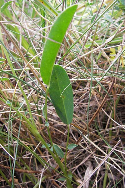 Anthyllis vulneraria subsp. iberica \ Spanischer Wundklee / Spanish Kidney Vetch, E Asturien/Asturia Ribadesella 10.8.2012