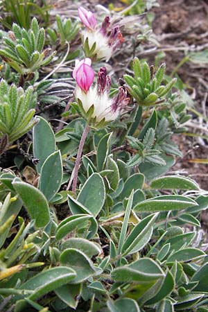 Anthyllis vulneraria subsp. boscii \ Pyren�en-Wundklee, E Picos de Europa, Fuente De 14.8.2012