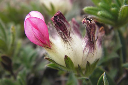 Anthyllis vulneraria subsp. boscii \ Pyren�en-Wundklee, E Picos de Europa, Fuente De 14.8.2012