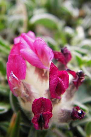Anthyllis vulneraria subsp. boscii \ Pyren�en-Wundklee, E Picos de Europa, Fuente De 14.8.2012