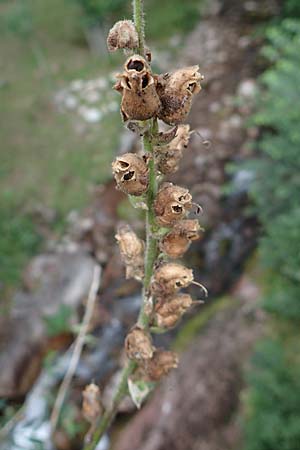 Antirrhinum majus \ Groes Lwenmaul / Snapdragon, E Pyrenäen/Pyrenees, Castellar de N'Hug 5.8.2018