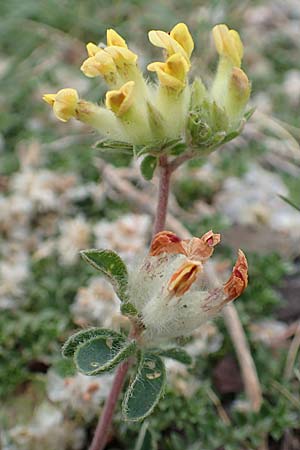 Anthyllis vulneraria subsp. alpestris \ Alpen-Wundklee / Alpine Kidney Vetch, E Pyrenäen/Pyrenees, Castellar de N'Hug 5.8.2018