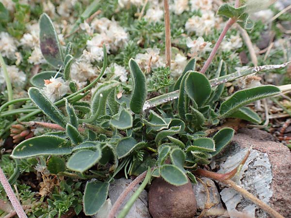 Anthyllis vulneraria subsp. alpestris \ Alpen-Wundklee / Alpine Kidney Vetch, E Pyrenäen/Pyrenees, Castellar de N'Hug 5.8.2018