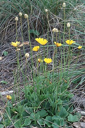 Anemone palmata \ Iberische Frhlings-Anemone / Palmate Anemone, E Coin 29.3.2001