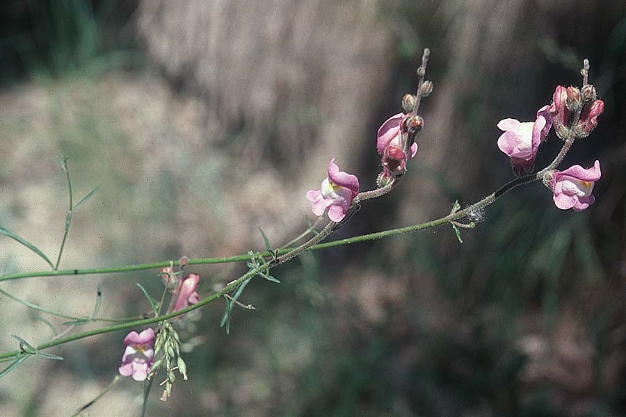 Antirrhinum barrelieri \ Barreliers L�wenmaul / Barrelier's Snapdragon, E Prov. Teruel, La Iglesuela del Cid 19.6.2003