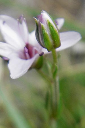 Arenaria purpurascens \ Rosafarbenes Sandkraut, Purpur-Sandkraut / Pink Sandwort, Purplish Sandwort, E Pyren&auml;en/Pyrenees, Ordesa 23.8.2011