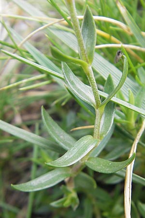 Arenaria purpurascens \ Rosafarbenes Sandkraut, Purpur-Sandkraut / Pink Sandwort, Purplish Sandwort, E Pyren&auml;en/Pyrenees, Ordesa 23.8.2011