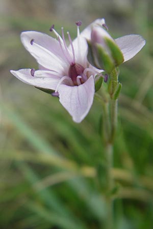 Arenaria purpurascens \ Rosafarbenes Sandkraut, Purpur-Sandkraut / Pink Sandwort, Purplish Sandwort, E Pyren&auml;en/Pyrenees, Ordesa 23.8.2011