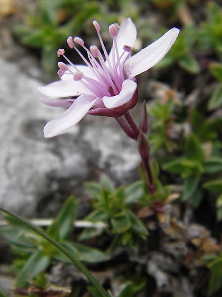 Arenaria purpurascens \ Rosafarbenes Sandkraut, Purpur-Sandkraut / Pink Sandwort, Purplish Sandwort, E Picos de Europa, Fuente De 14.8.2012