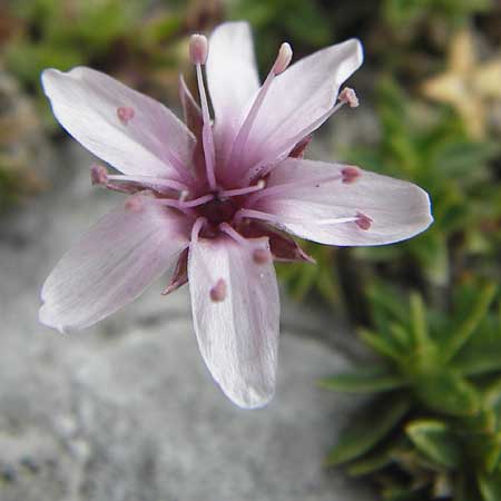 Arenaria purpurascens \ Rosafarbenes Sandkraut, Purpur-Sandkraut / Pink Sandwort, Purplish Sandwort, E Picos de Europa, Fuente De 14.8.2012