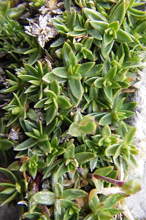 Arenaria purpurascens \ Rosafarbenes Sandkraut, Purpur-Sandkraut / Pink Sandwort, Purplish Sandwort, E Picos de Europa, Fuente De 14.8.2012