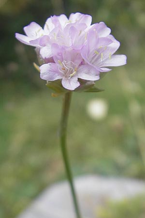 Armeria arenaria \ Wegerichblttrige Grasnelke / Jersey Thrift, E Pyrenäen/Pyrenees, Ordesa 23.8.2011