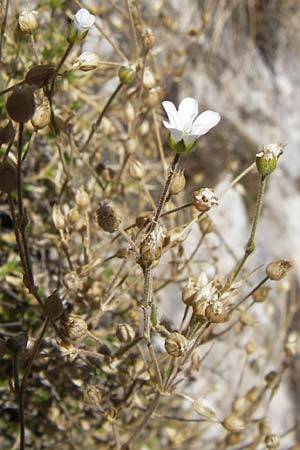 Arenaria grandiflora subsp. incrassata \ Gro&szlig;bl&uuml;tiges Sandkraut / Large-Flowered Sandwort, E Picos de Europa, Cain 9.8.2012