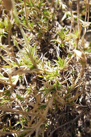 Arenaria grandiflora subsp. incrassata \ Gro&szlig;bl&uuml;tiges Sandkraut / Large-Flowered Sandwort, E Picos de Europa, Cain 9.8.2012