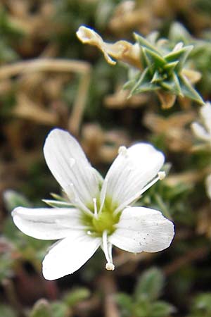 Arenaria erinacea \ Igelstacheliges Sandkraut / White Sandwort, E Picos de Europa, Fuente De 14.8.2012