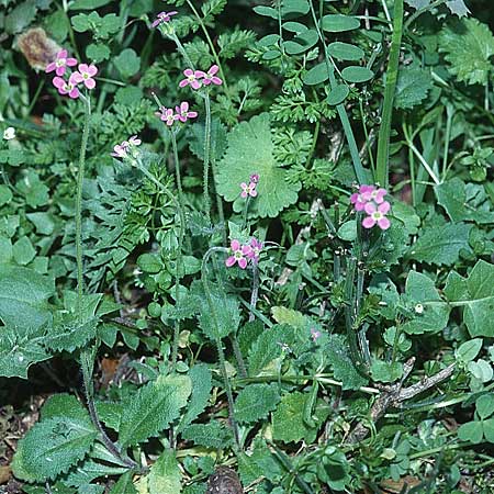 Arabis verna \ Fr&uuml;hlings-G�nsekresse / Spring Rock-Cress, E Puerto del Viento (Ronda) 25.3.2002
