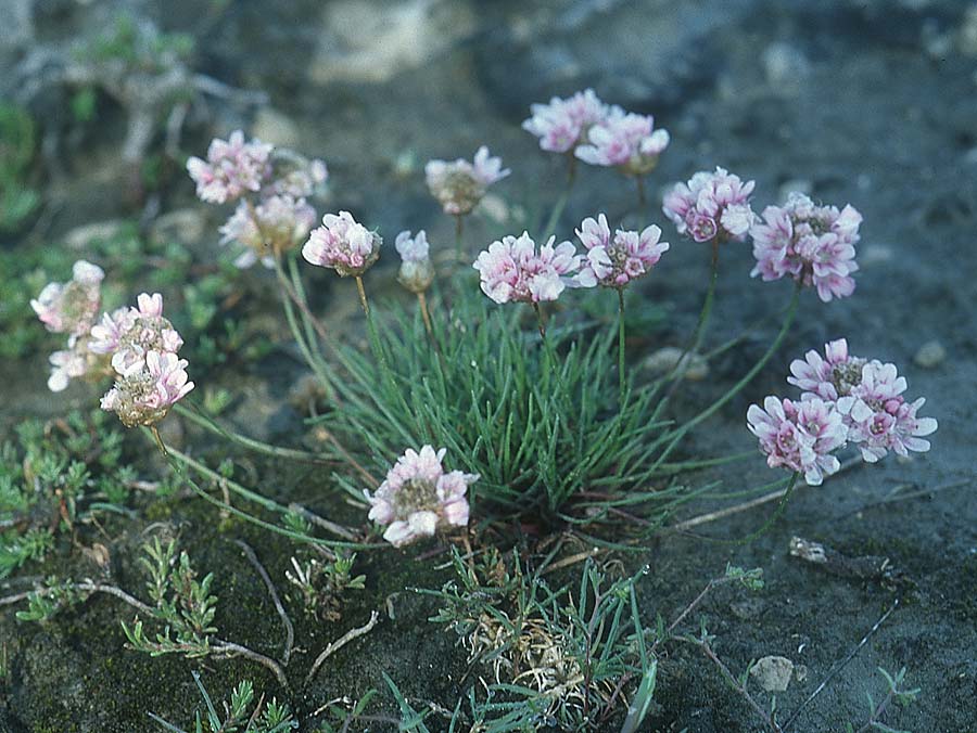 Armeria filicaulis ? \ Grasnelke / Thrift, E Prov. Cuenca, Callejones de Las Majadas 27.5.2004