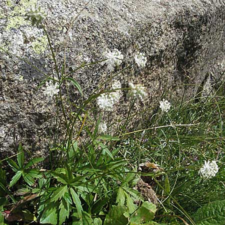 Astrantia minor \ Kleine Sterndolde / Lesser Masterwort, E Pyrenäen/Pyrenees, Caldes de Boi 18.8.2006