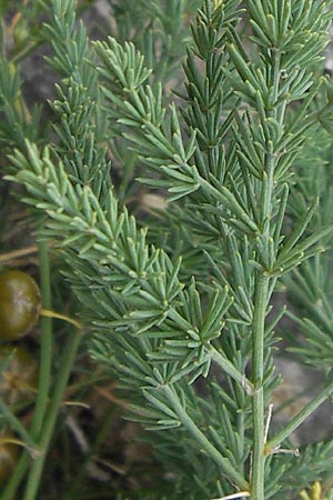 Asparagus maritimus \ Meeres-Spargel, Rauer Spargel / Sea Asparagus, E Asturien/Asturia Ribadesella 10.8.2012