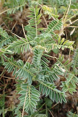 Astragalus sempervirens \ Dorn-Tragant / Mountain Tragacanth, E Pyren&auml;en/Pyrenees, Castellar de N'Hug 5.8.2018