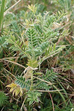 Astragalus sempervirens \ Dorn-Tragant / Mountain Tragacanth, E Pyren&auml;en/Pyrenees, Castellar de N'Hug 5.8.2018
