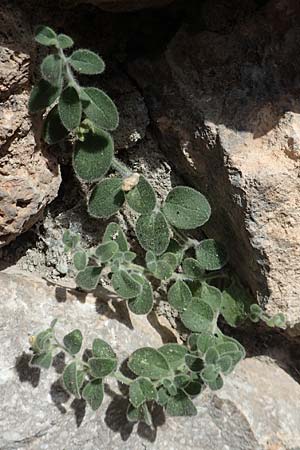 Antirrhinum molle \ Weiches L�wenmaul / Soft Snapdragon, E Pyren&auml;en/Pyrenees, Cadi,  Fornols 7.8.2018