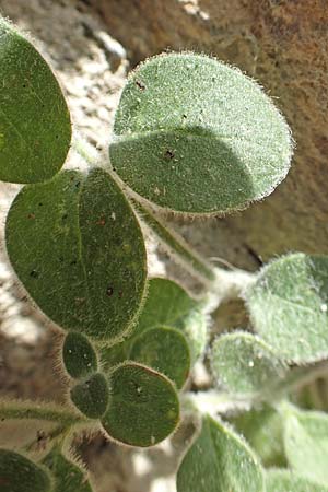 Antirrhinum molle \ Weiches L�wenmaul / Soft Snapdragon, E Pyren&auml;en/Pyrenees, Cadi,  Fornols 7.8.2018
