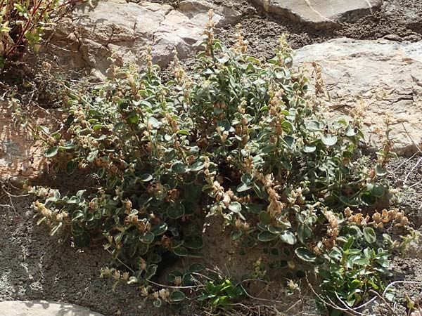 Antirrhinum molle \ Weiches L�wenmaul / Soft Snapdragon, E Pyren&auml;en/Pyrenees, Cadi,  Fornols 7.8.2018