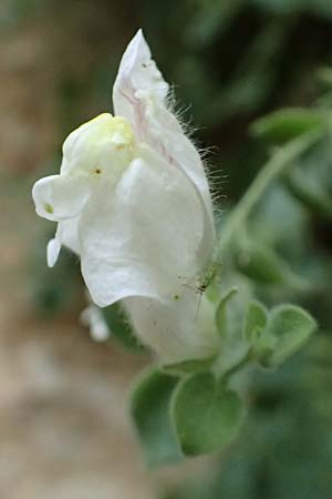 Antirrhinum molle \ Weiches L�wenmaul / Soft Snapdragon, E Pyren&auml;en/Pyrenees, Cadi,  Vallcebre 7.8.2018