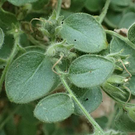 Antirrhinum molle \ Weiches L�wenmaul / Soft Snapdragon, E Pyren&auml;en/Pyrenees, Cadi,  Vallcebre 7.8.2018